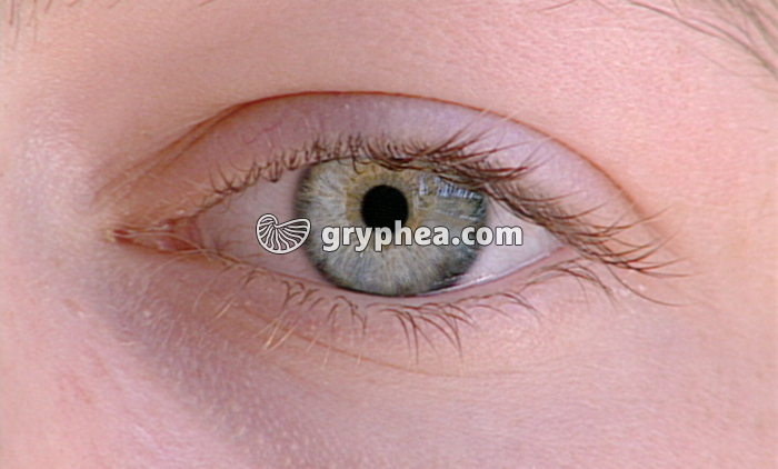 Oeil gauche - gryphea.org